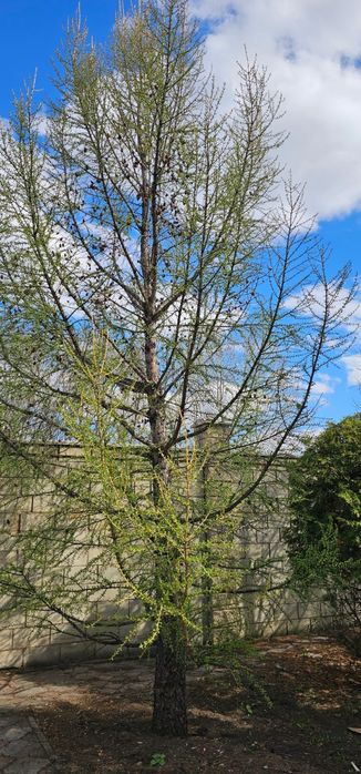 Продам ели и туя