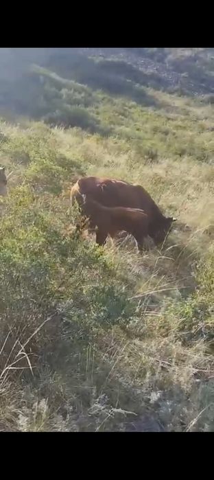 Букалар 25бас 360000