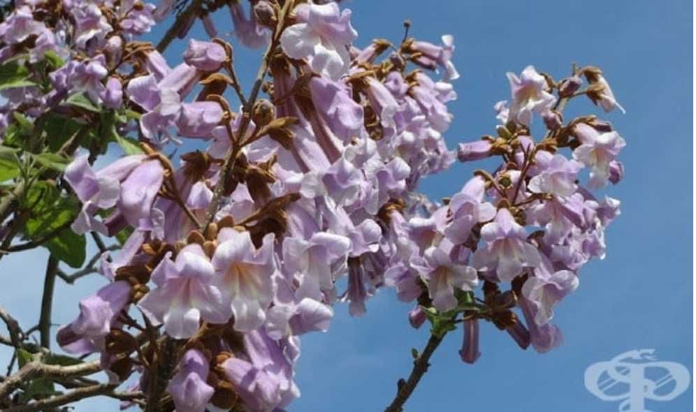 500 семена за Царска пауловния