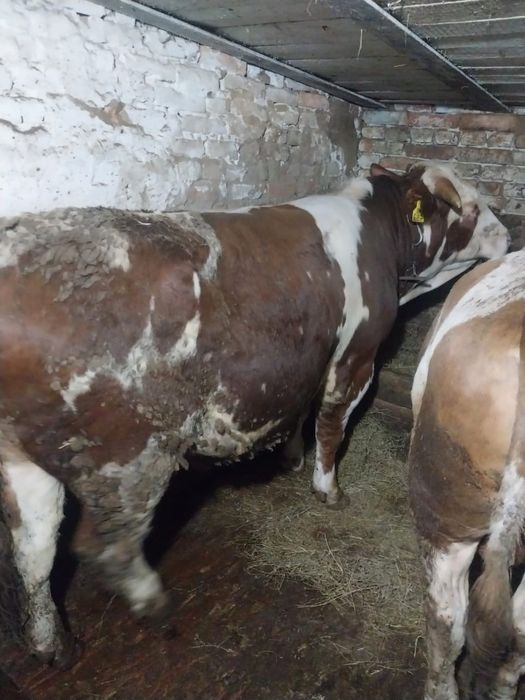 Продам симентальских быков 1.4 года