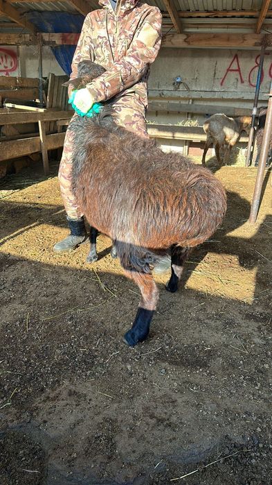 Кой сатылады 50000 ТГ жогары.