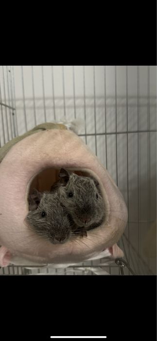 Чилийска катеричка Дегу