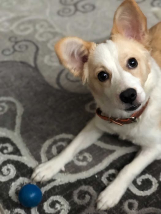 Отдадим собачку в хорошие руки