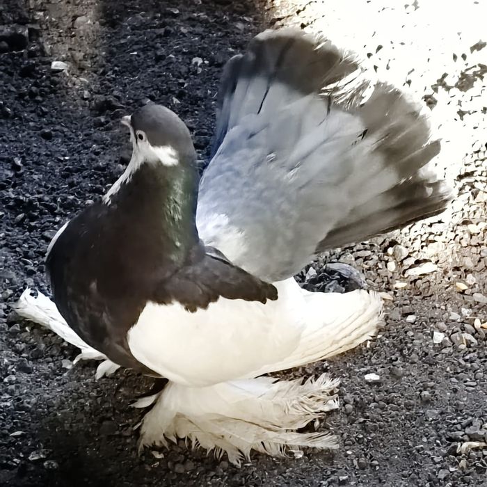 Продам голубей голубок разных