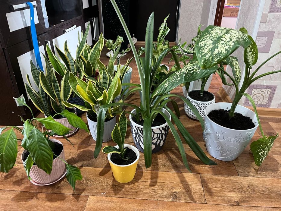 Цветы комнатные 3000тг. - 5000 тг