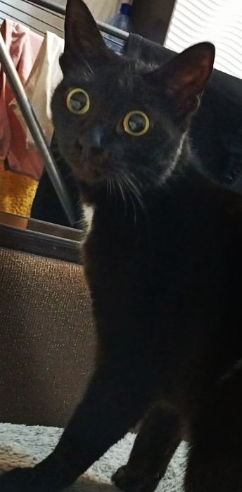 Красивый котёнок)