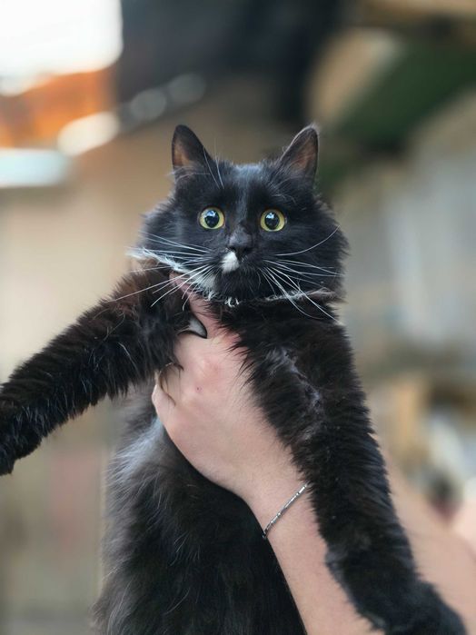 Котёнок, 6 месяцев