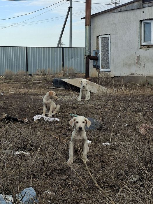 Отдам в хорошые руки