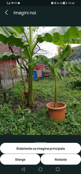 Bananier musa basjoo