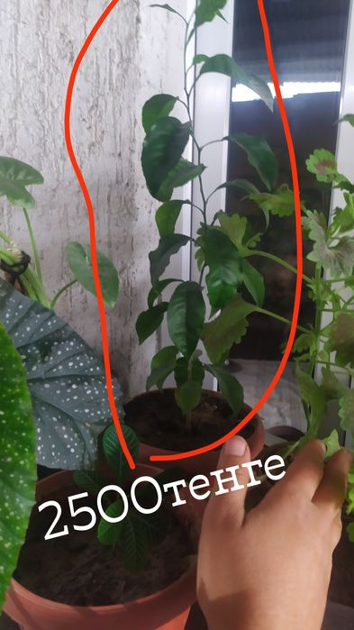 Продам домашние цветы