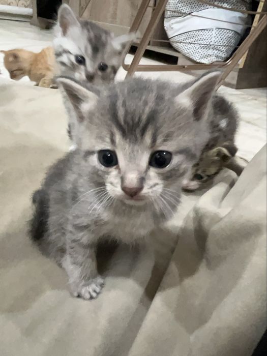 котята продаются!