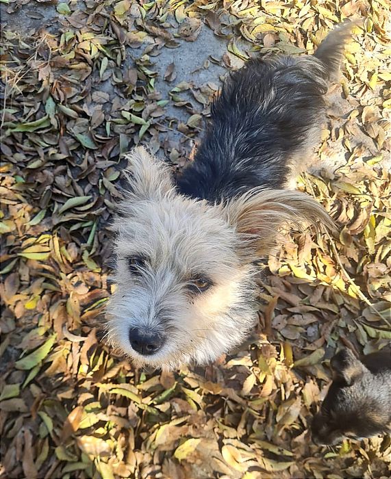 Пропала маленькая собачка.