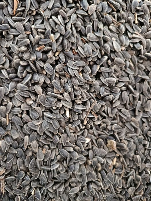 Vând floarea soarelui