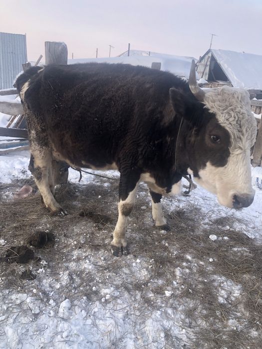 Продам корову молочная