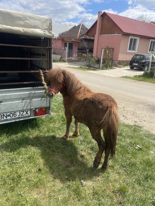 Vand poneita de doi ani