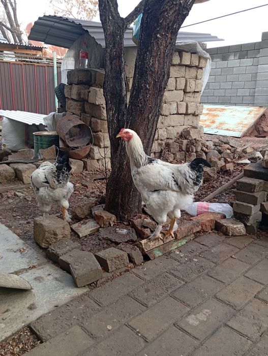 Қораз Сатылады брама