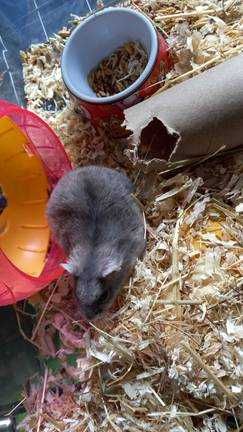 Hamsteri pitici +- Accesorii-Tunel mare si unul mic din lemn special