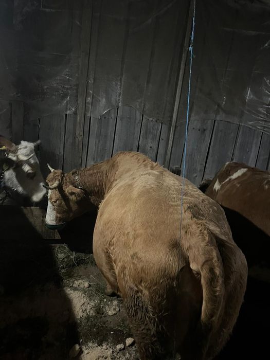 Vând vaci bălțate