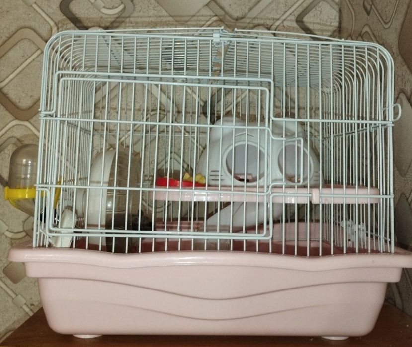 Джунгарский хомяк