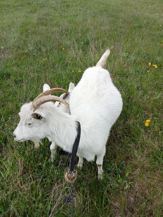 Capră saanen bună de lapte