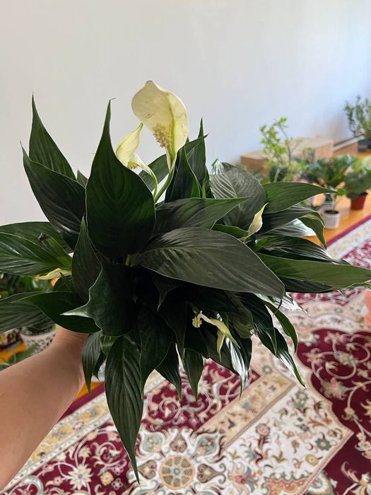 Садовые и комнатные растения