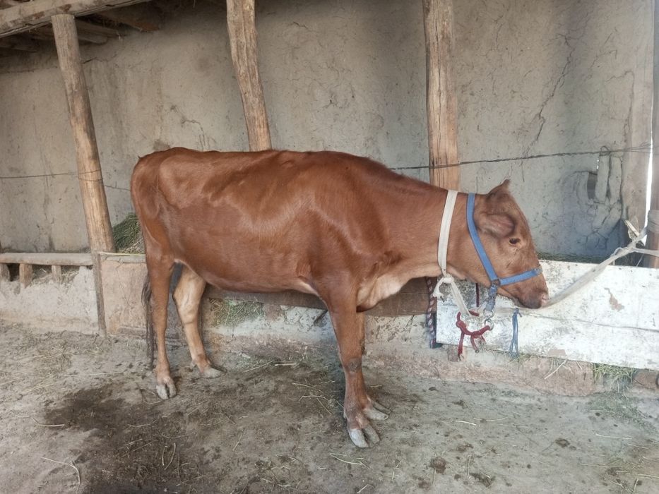 Gʼunojin srochniga sotiladi qisr