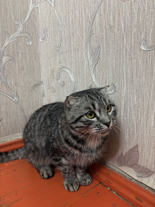 Шатландық мысық