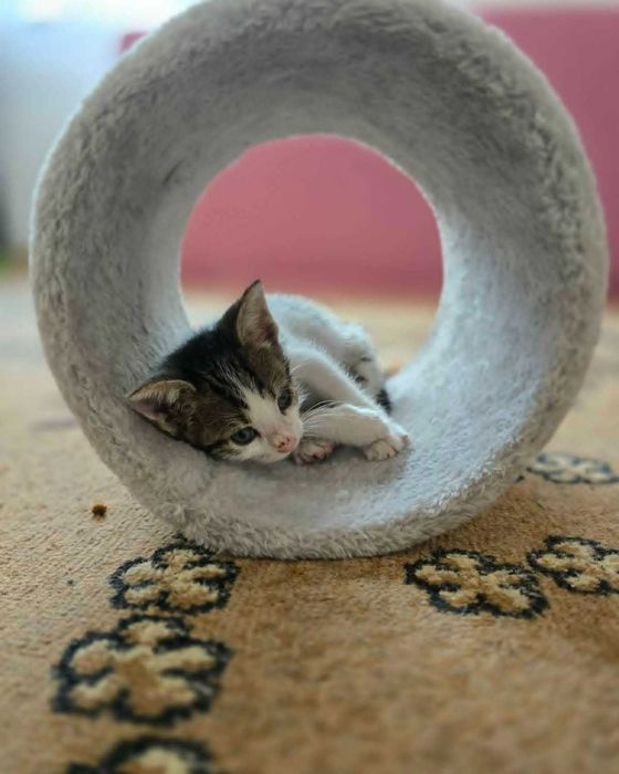 коте бебе търси дом