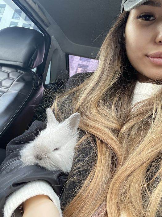 Продам Декоративного кролика