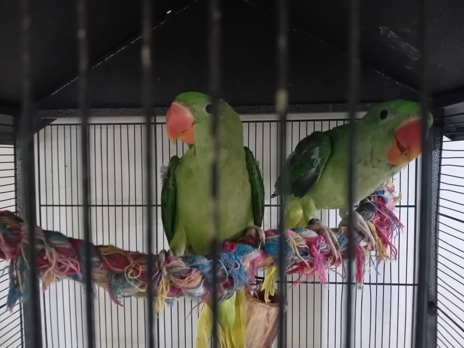 Vând Marele Alexandru și micul Alexandru