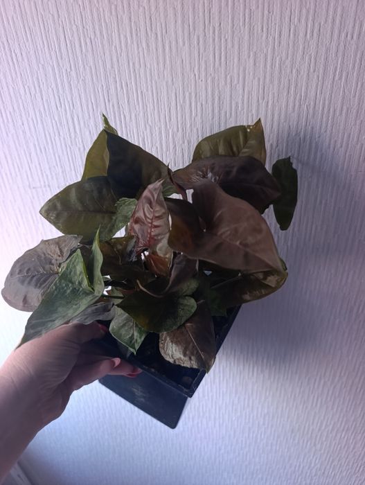 Продам драцена маргината антуриум  сингониум фикус Али