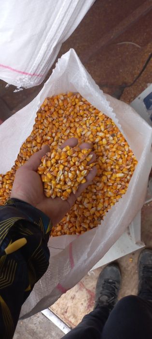 porumb boabe ,grau ,mazare,orz,tarate,,floare,uruiala pui,