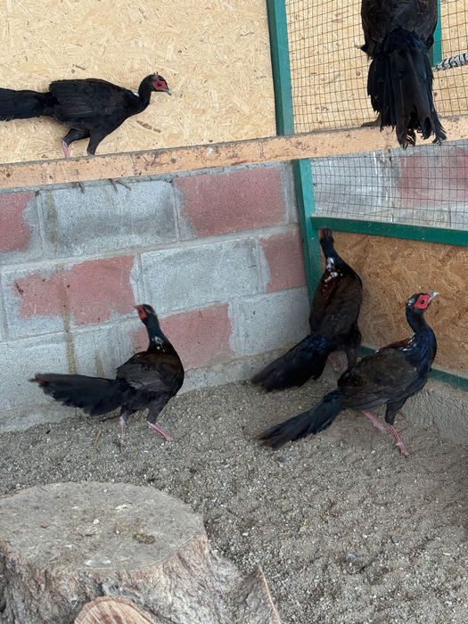 Продам  фазанов  свайно  самцы