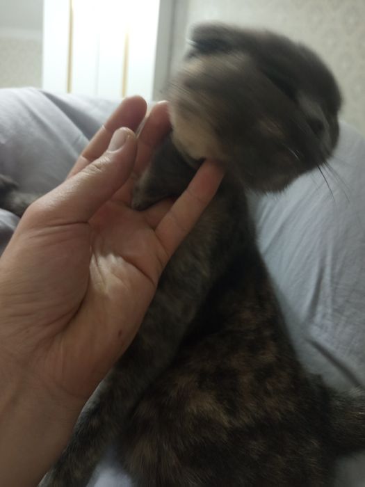 30000 порода  срочна