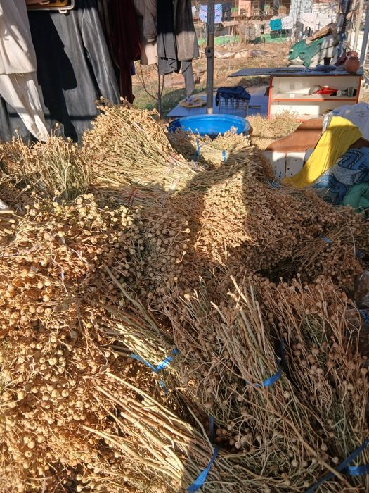 Продаётся исирик