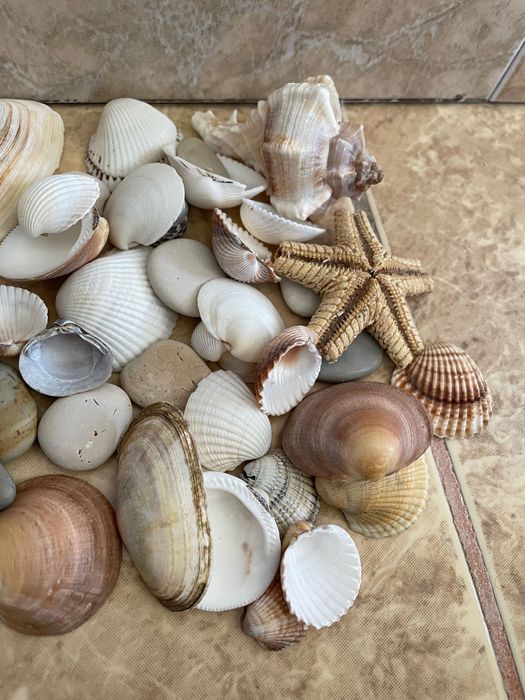 Colecție pietre speciale/ scoici/ stea de mare
