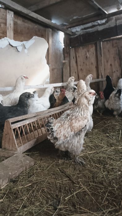 тауықтар сатылады