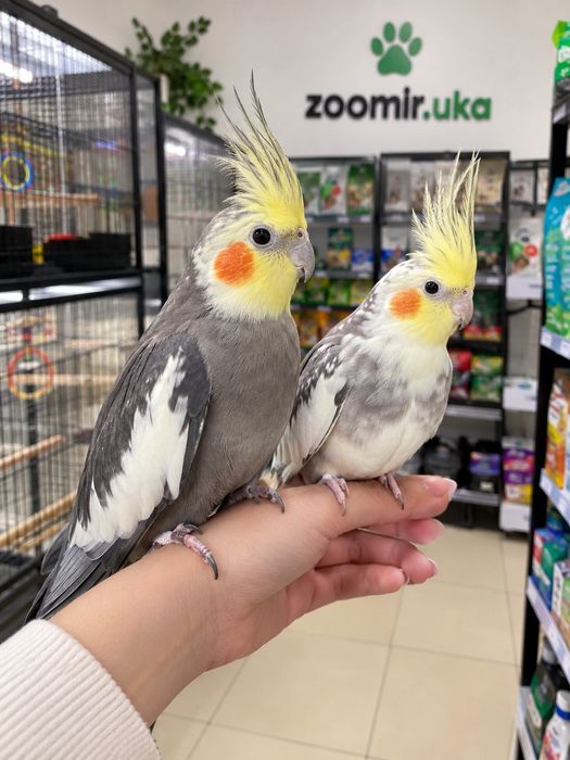 Ручные кореллы малыши