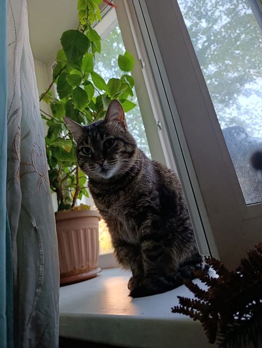 Коты. Бесплатно. В добрые руки