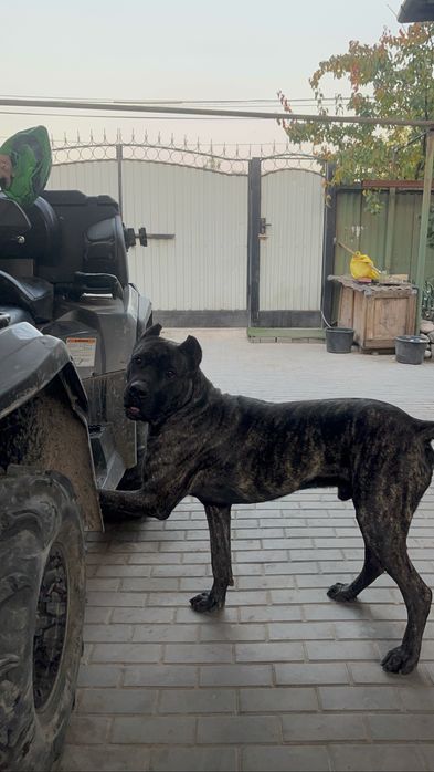 Вязка Кане-Корсо