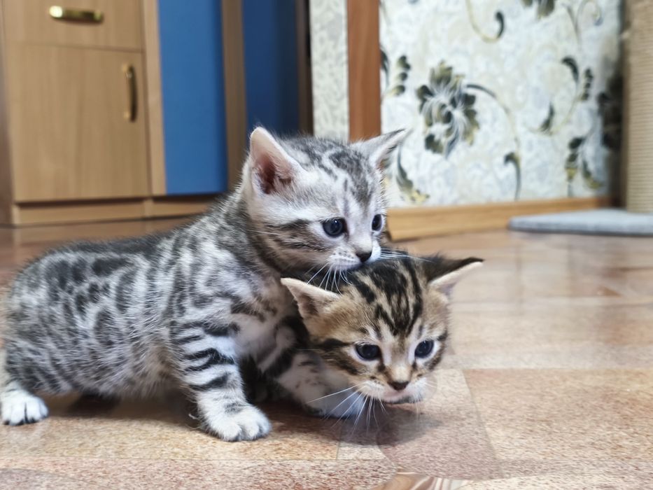 Бронь бенгальских котят