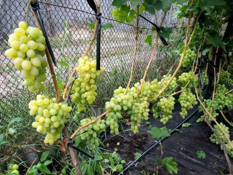 Бране,Рязане на асми ,лозя и овошки, пръскане .