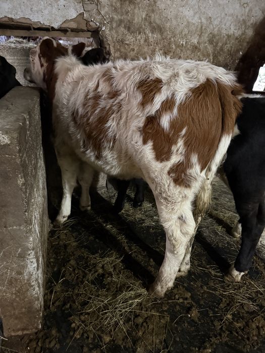 Vand o vitea si un tauras