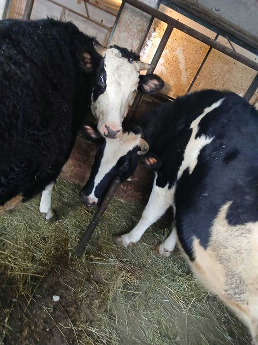 Продавам крави и юници преди отелване