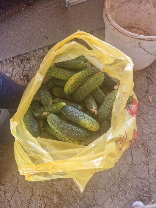 Продам огурцы  с поля