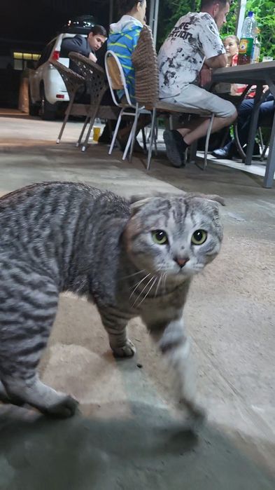 Кот вислоухий подросток