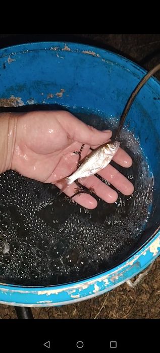 Puiet peste  cteno (amur), fitofag, crap Frasinet și Ropsa 2026