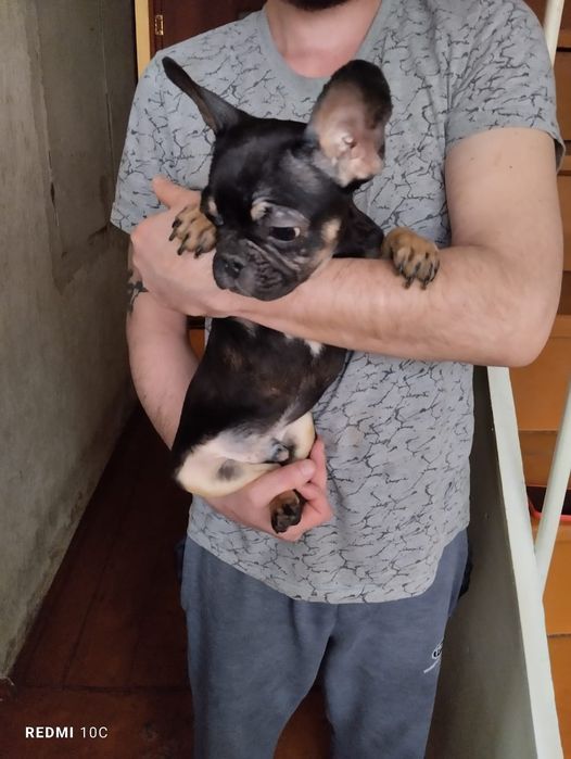 Щенки французского бульдога