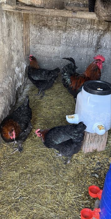 Oua Marans si Araucana Gat Auriu