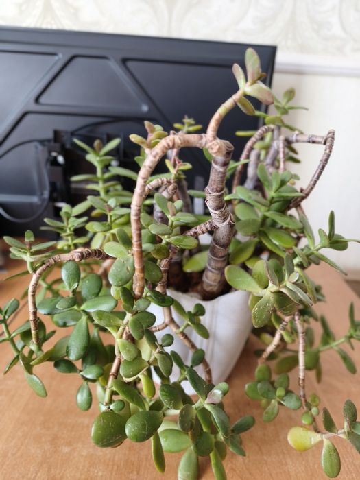 Продам комнатный цветок